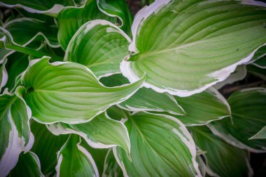 yaprak yeşil arka plan