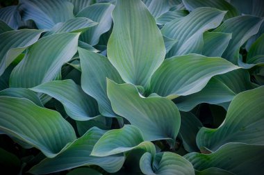 yaprak yeşil arka plan