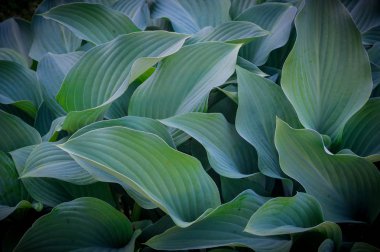 yaprak yeşil arka plan