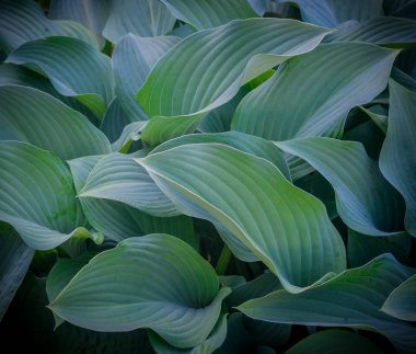 yaprak yeşil arka plan