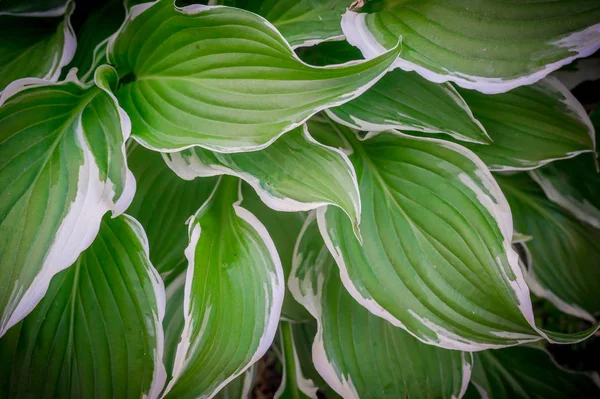 Foglia verde sfondo — Foto Stock