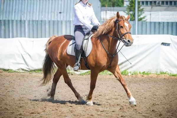 Opleiding in Paardrijden, instap. Cavaletti op een draf — Stockfoto