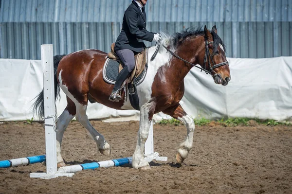 Opleiding in Paardrijden, instap. Cavaletti op een draf — Stockfoto