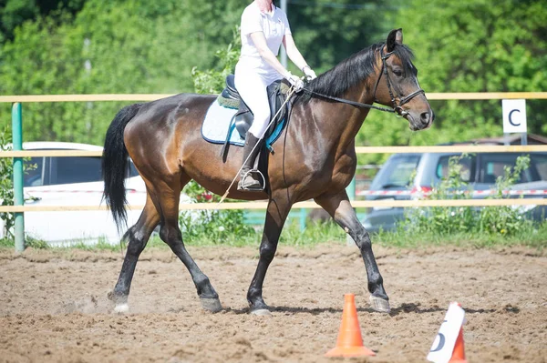 Entrenamiento en equitación, nivel de entrada. Cavaletti en un trote — Foto de Stock