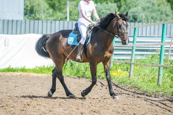 Training in horse riding, entry level. Cavaletti on a trot