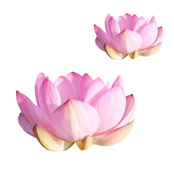 Isolated Two Lotus with a clipping path — Stock Photo, Image