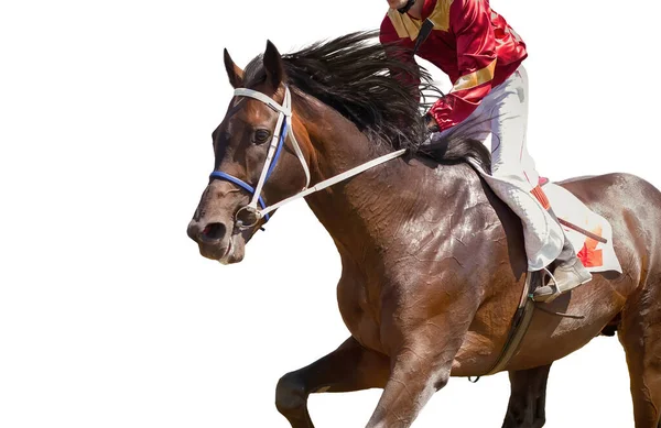 Racing horse portrait em ação sobre fundo branco — Fotografia de Stock