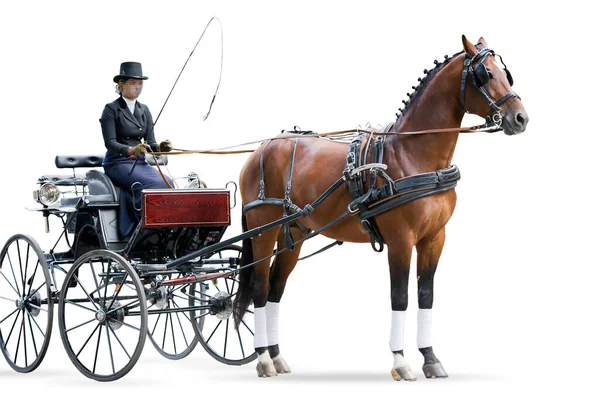 Vintage horse carriage whis girl and bay horse isolated on white — Stock Photo, Image