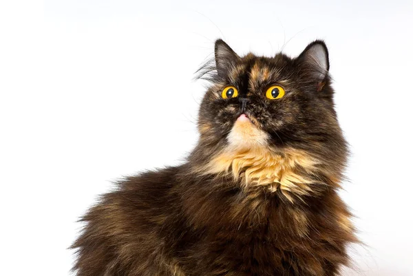 Gewähren persischen schildpatt Katze auf dem weißen Hintergrund — Stockfoto