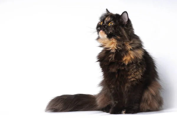 Persian tortie cat sits on white bakcground looks on the left up — Stock Photo, Image