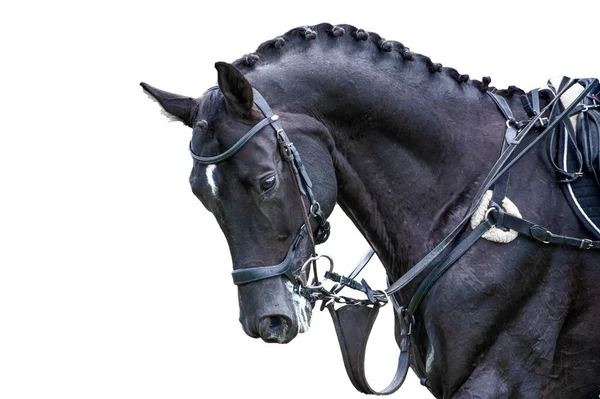 Retrato deportivo ecuestre - Cabeza de caballo de acedera de fondo — Foto de Stock