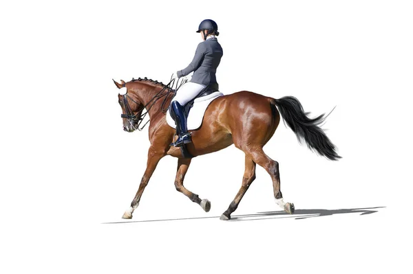 Jeździecki sport - ujeżdżenie portret jeźdźca odizolowany na białym — Zdjęcie stockowe