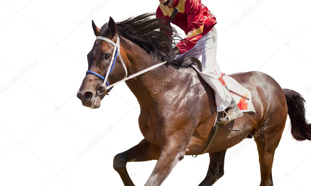 racing horse portrait in action on white background