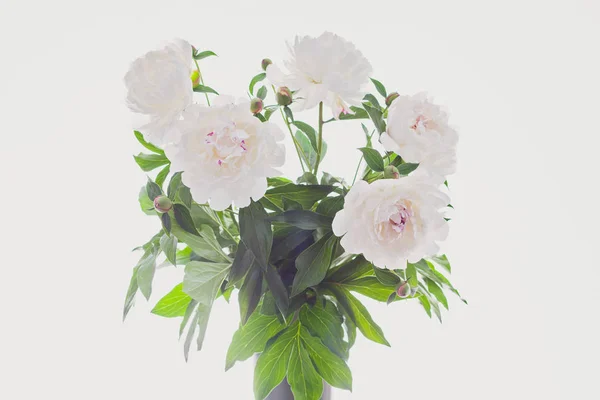 Букет Півонійних Квітів Білому Тлі — стокове фото