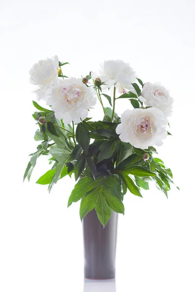 Bos Peony Bloemen Witte Achtergrond — Stockfoto