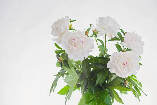 Bos Peony Bloemen Witte Achtergrond — Stockfoto