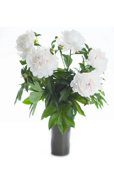 Bouquet Fleurs Pivoine Sur Fond Blanc — Photo