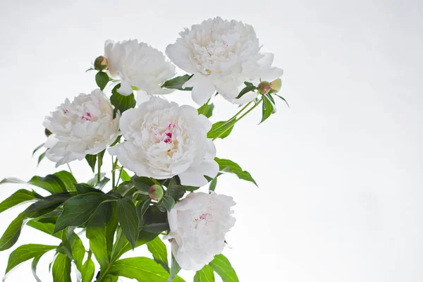 束在白色背景上的牡丹鲜花 — 图库照片