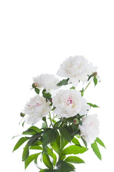 束在白色背景上的牡丹鲜花 — 图库照片