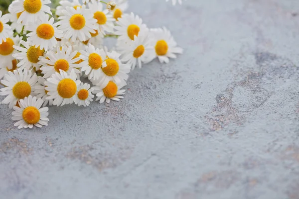 Vita Kamomillblommor Grå Bakgrund Örtmedicin Koncept — Stockfoto