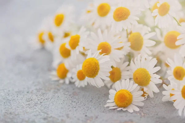 Witte Kamille Bloemen Grijze Achtergrond Kruidengeneeskunde Concept — Stockfoto