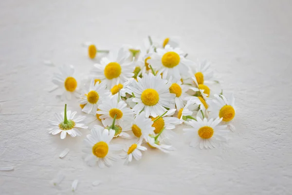 Hermosas Flores Manzanilla Blanca Aisladas Sobre Fondo Blanco Concepto Medicina —  Fotos de Stock