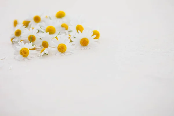 Όμορφη Λευκή Χαμομήλι Λουλούδια Που Απομονώνονται Λευκό Φόντο Βοτανική Ιατρική — Φωτογραφία Αρχείου