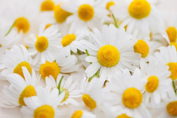 Buquê Flores Brancas Camomila Close Conceito Fitoterapia — Fotografia de Stock