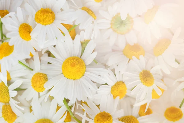 카모마일 클로즈업 개념의 꽃다발 — 스톡 사진