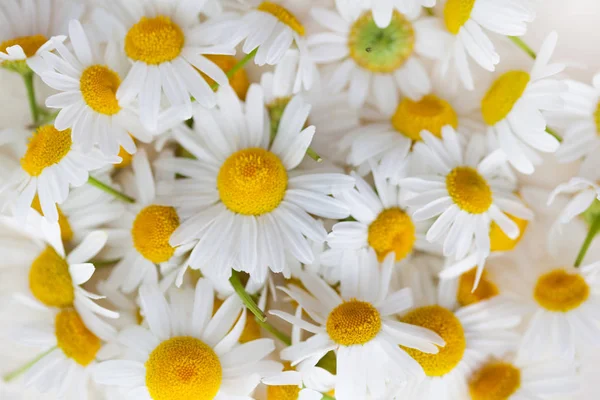 Букет Белых Ромашковых Цветов Крупным Планом Концепция Травяной Медицины — стоковое фото