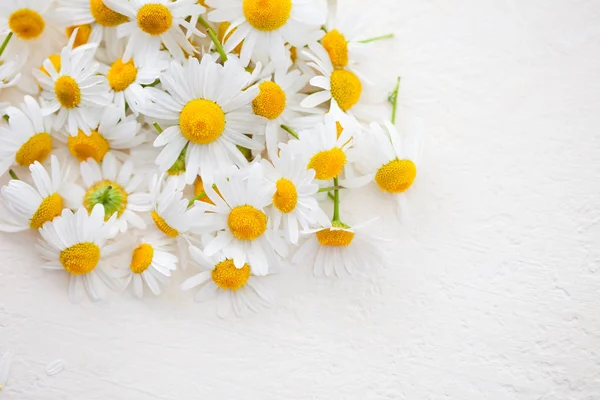 Mooie Witte Kamille Bloemen Geïsoleerd Een Witte Achtergrond Kruidengeneeskunde Concept — Stockfoto