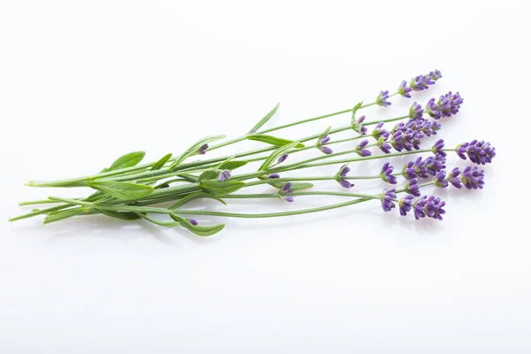 Bouquet Aus Schönen Lavendelblüten Isoliert Auf Weißem Hintergrund Nahaufnahme — Stockfoto