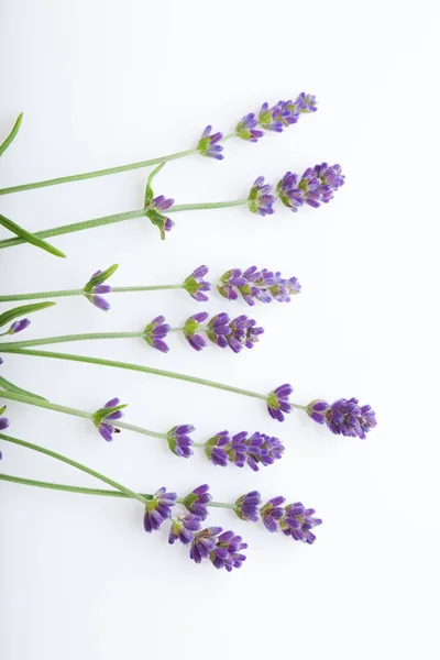 Lavendel Bloemen Bundel Geïsoleerd Witte Achtergrond Close — Stockfoto