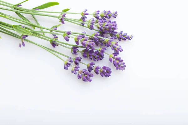 Boeket Van Mooie Lavendel Bloemen Geïsoleerd Een Witte Achtergrond Close — Stockfoto