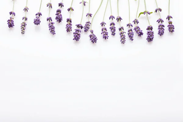 Twigs Üzerinde Taze Lavanta Çiçekleri Izole Mor Beyaz Arka Plan — Stok fotoğraf