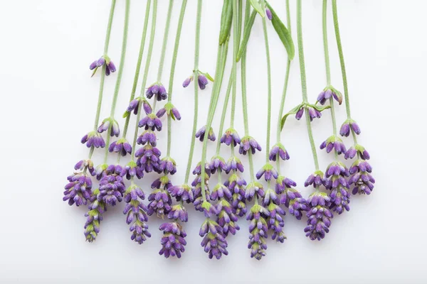 Ramoscelli Fiori Lavanda Fresca Viola Isolati Sfondo Bianco Primo Piano — Foto Stock