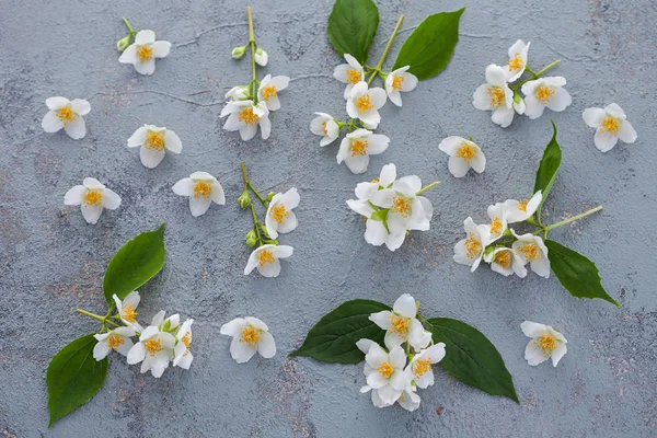 Jasmijn Bloemen Grijze Achtergrond Kopie Ruimte — Stockfoto