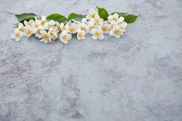 Квіти Жасмину Сірому Фоні Копіювання Простору — стокове фото