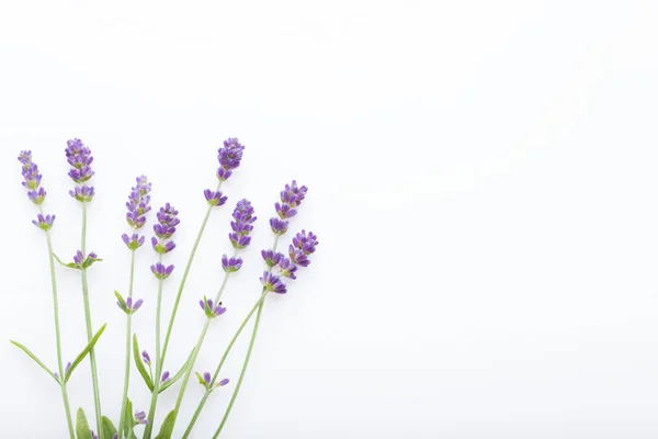 白色背景上的薰衣草 花和植物 — 图库照片