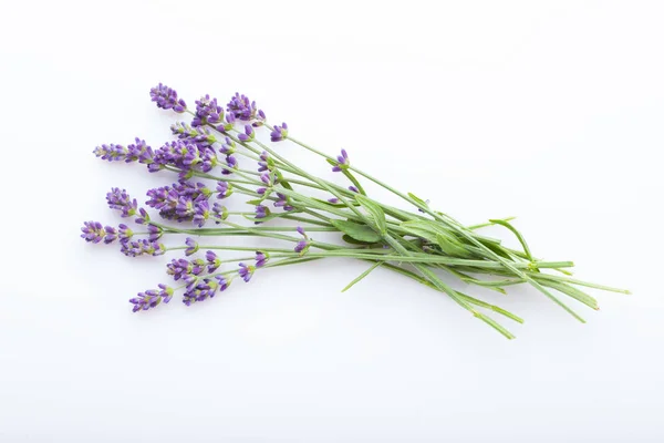 Lavendel Auf Weißem Hintergrund Blumen Und Pflanzen — Stockfoto