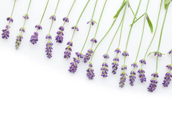 Lavender White Background Flowers Plants — Stock Photo, Image