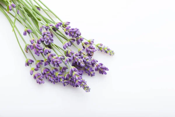 Lavendel Witte Achtergrond Bloemen Planten — Stockfoto