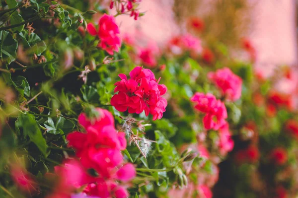 Sokak flowerbed çiçeklenir