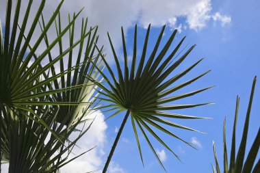 Mavi gökyüzüne karşı tropik bitkilerin yaprakları