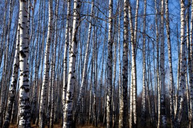 Sonbaharda huş ağacı korusu