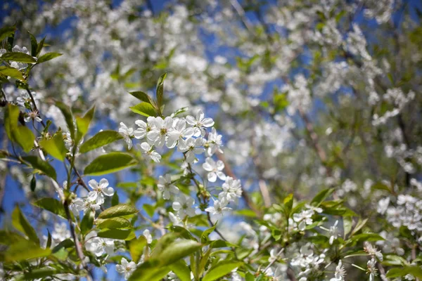 Blühende Kirschbäume Frühling — Stockfoto
