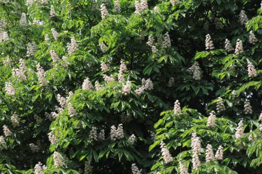 Baharda kestane ağacının yemyeşil çiçeği