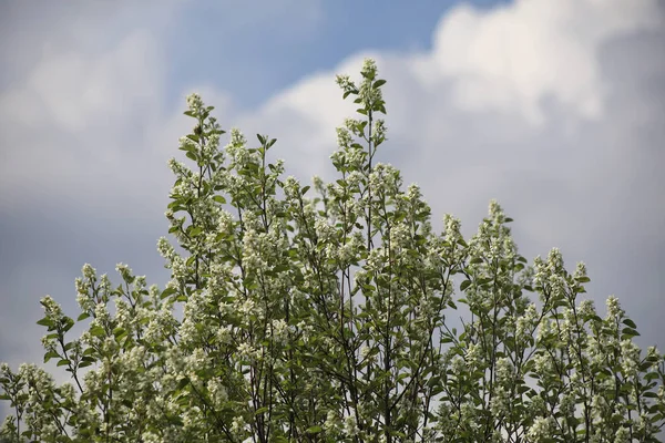 Bloom Shadberry Trees Spring — Stock Photo, Image