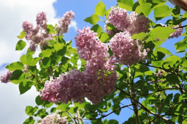 İlkbaharda açan leylak çalısı