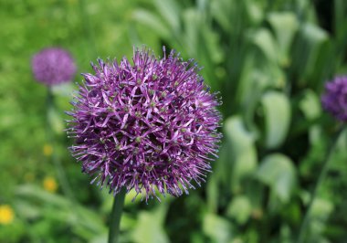 Çiçekli mor süslemeli sarımsak, bahar çiçeği.